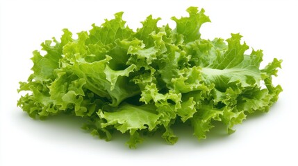 A bunch of fresh green lettuce leaves.
