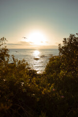 Sunset Over the Ocean Seen Through Coastal Foliage