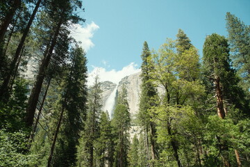 Yosemite National Park in California’s Sierra Nevada mountains green foliage on sunny day beautiful landscape