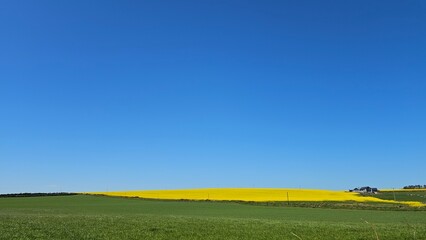 Yellow Rapeseed field blooming in distance,Green grass .Clear blue sky.Scotland Flowering rapeseed. 