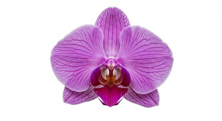 Obraz premium Elegant Purple Orchid Blossom - A close-up shot of a single, vibrant purple orchid flower isolated on a white background. Perfect for spa, beauty, or floral designs