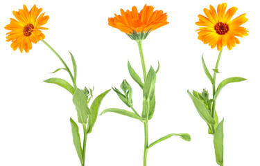 Collection of three calendula flowers with leaves and stem isolated on a white background....