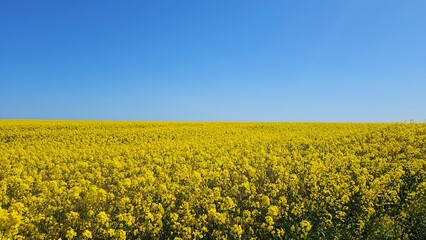 Fototapeta premium Yellow Rapeseed field blooming .Clear blue sky.Scotland Flowering rapeseed. 