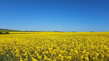 Obraz premium Yellow Rapeseed field blooming .Clear blue sky.Scotland Flowering rapeseed. 