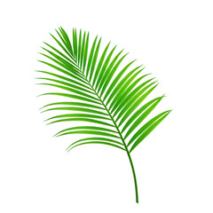 Obraz premium Green palm leaf branch isolated on transparent background