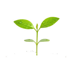Obraz premium Small sprout with leaves isolated on transparent background