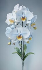 Watercolor painting of Philippine Phalaenopsis orchids against a soft blue wash  Petals show fine details ,  close up,  artistic,  illustration