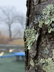 Obraz premium tree trunk with lichen