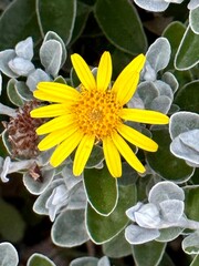 Garden flower 
