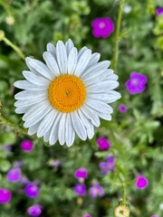  daisy flower