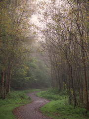 Footpath in a forest park with green trees and fog. Calm and relaxing nature scene. Nobody. Selective focus. Natural colors