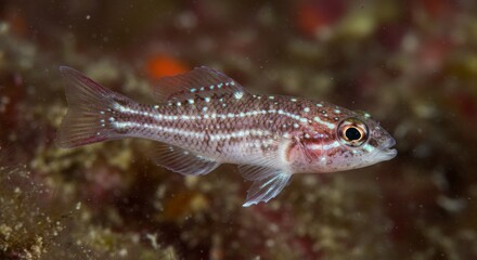 Pygmy Leatherjacket Fish Underwater Macro - Tiny fish, vibrant colors, Lembeh Strait, Indonesia, underwater macro . Symbolizing: marine life, diversity, beauty, fragility, exploration