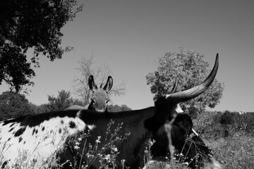 Corriente cow with creeper mini donkey looking in background on farm in black and white.