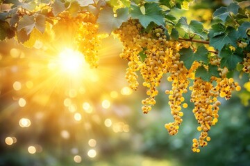 Obraz premium Golden currant harvest, sunlit vineyard, summer bokeh background. Ideal for food, drink, or nature themes