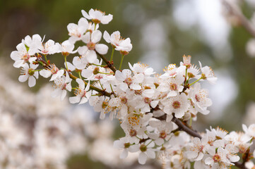 white flowers of fruit trees in spring garden