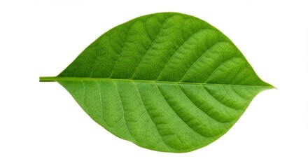 Obraz premium Single Green Leaf Isolated on White - A vibrant green leaf, symbolizing nature, growth, freshness, purity, and life, isolated on a crisp white background