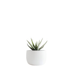 Minimalist Green Succulent Plant in a White Pot for Modern Home Decor on transparent background