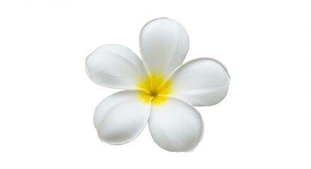 Single White Plumeria Flower Isolated - A serene of a single white plumeria flower, symbolizing purity, peace, tranquility, beauty, and new beginnings. Isolated on white