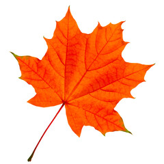 Red maple leaf isolated on transparent background.
