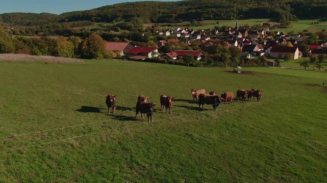 Drone Footage of Cows Grazing on Organic Pasture &ndash; Aerial View of Sustainable Livestock Farming