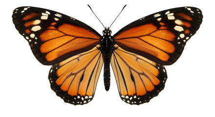 Fototapeta premium A stunning Monarch butterfly (Danaus plexippus), with its iconic vibrant orange and black wings intricately patterned with white spots, is perfectly displayed with wings fully spread