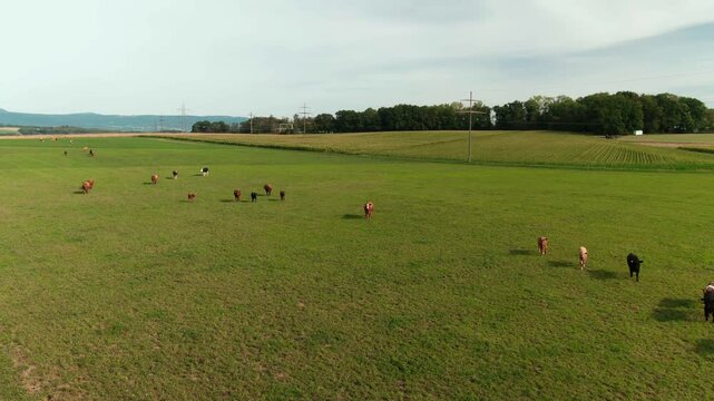 Drone Footage of Cows Grazing on Organic Pasture &ndash; Aerial View of Sustainable Livestock Farming