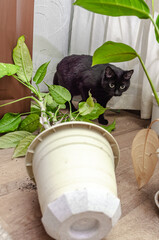 A black cat dropped a pot with a houseplant
