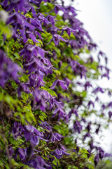 Obraz premium Alpine Clematis, Clematis alpina