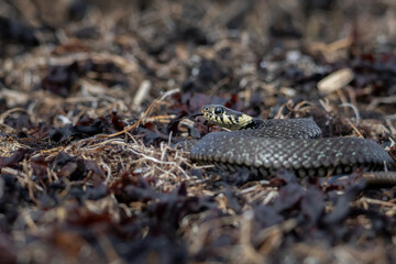 Grass snake, lat. Natrix Natrix,