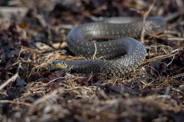 Grass Snake Natrix natrix
