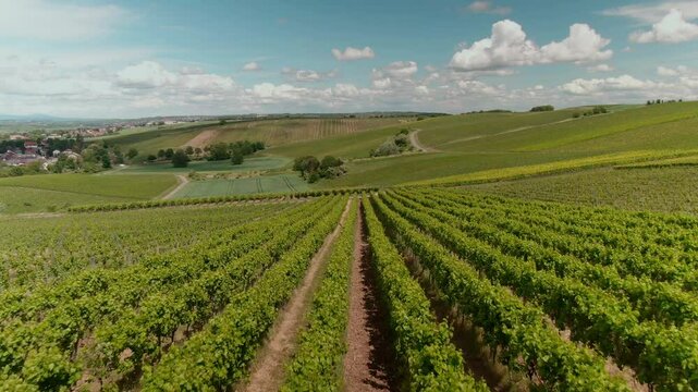 Drone Footage of Vast Vineyards &ndash; Aerial Views of Wine Fields in Rural Europe
