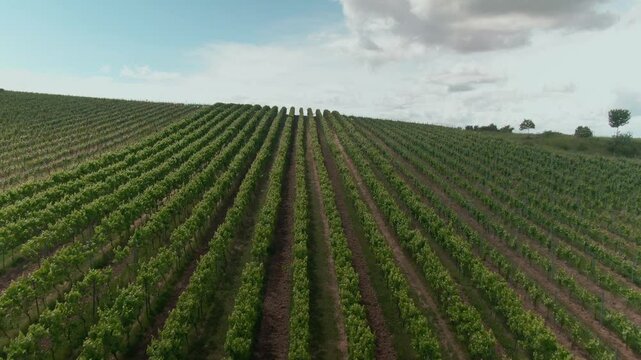 Drone Footage of Vast Vineyards &ndash; Aerial Views of Wine Fields in Rural Europe