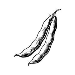 Hand-drawn illustration of green bean pods