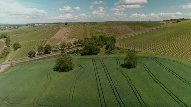 Drone Footage of Vast Vineyards &ndash; Aerial Views of Wine Fields in Rural Europe