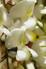 Closeup on the fragrant white flowers of the Black locus or  false acacia, Robinia pseudoacacia