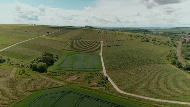 Drone Footage of Vast Vineyards &ndash; Aerial Views of Wine Fields in Rural Europe