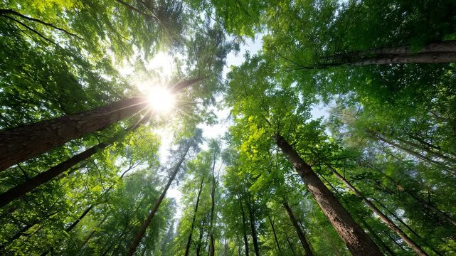 A breathtaking view of sunlight streaming through a dense canopy of vibrant green leaves, emphasizing the tranquility and beauty of a natural forest environment.