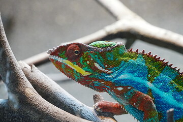 chameleon on a branch
