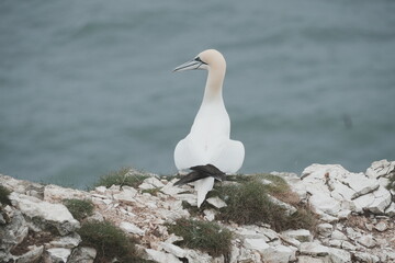 Gannet sitting on the cliff