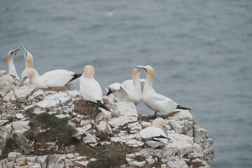 Gannets mating dance