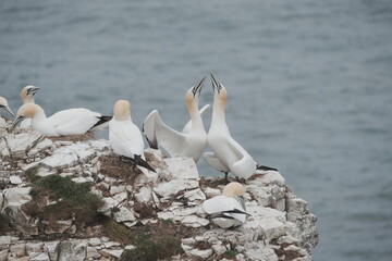Gannets mating dance