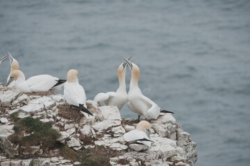 Gannets mating dance
