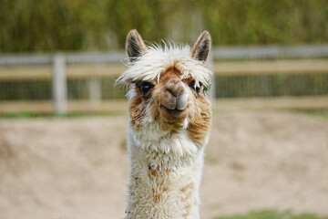 Alpaca being cute and funny