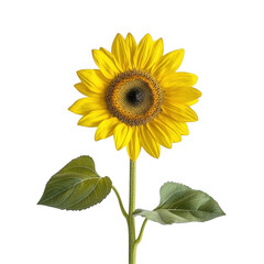 Fototapeta premium Bright sunflower with leaves isolated on transparent background