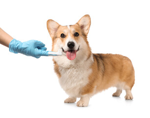 Veterinarian brushing teeth of cute Corgi dog on white background