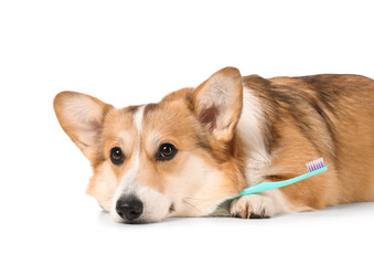 Cute Corgi dog with toothbrush lying on white background