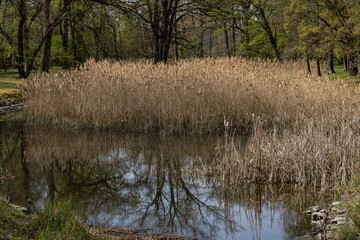 Dense thicket of common reed Phragmites australis growing along the tranquil edge of a freshwater pond in spring forest park. Natural wetland vegetation, biodiversity and water purification benefits