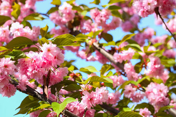 Beautiful blossoming sakura tree branches on sky background, closeup