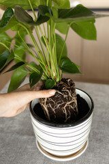 Roots of a houseplant beautifully displayed against a pot background, showcasing the connection between nature and home decor. Perfect for themes of gardening, indoor plants, and sustainable living.
