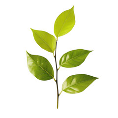 Naklejka premium Green leaves on stem, close up, isolated on transparent background